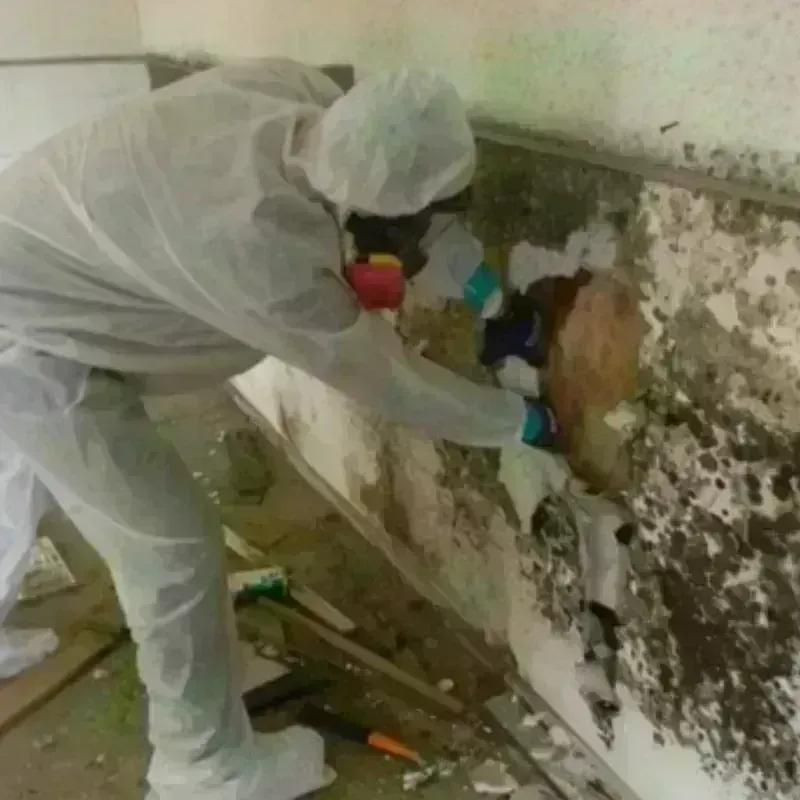 Mold Remediation and Removal in Navajo, NM